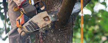 Best Tree Mulching Services  in Winfield, MO