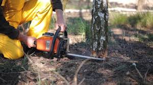 Best Tree Mulching Services  in Winfield, MO