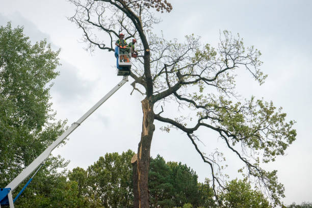 Best Emergency Tree Removal  in Winfield, MO