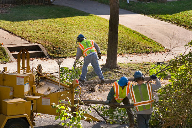 Best Tree Risk Assessment  in Winfield, MO