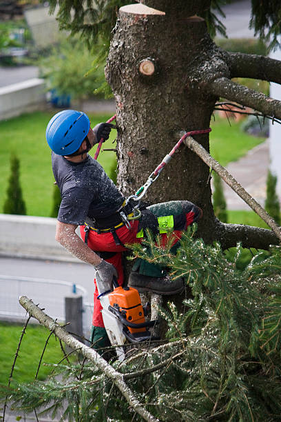 Tree and Shrub Care in Winfield, MO