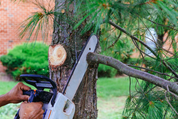 Best Tree Maintenance Programs  in Winfield, MO